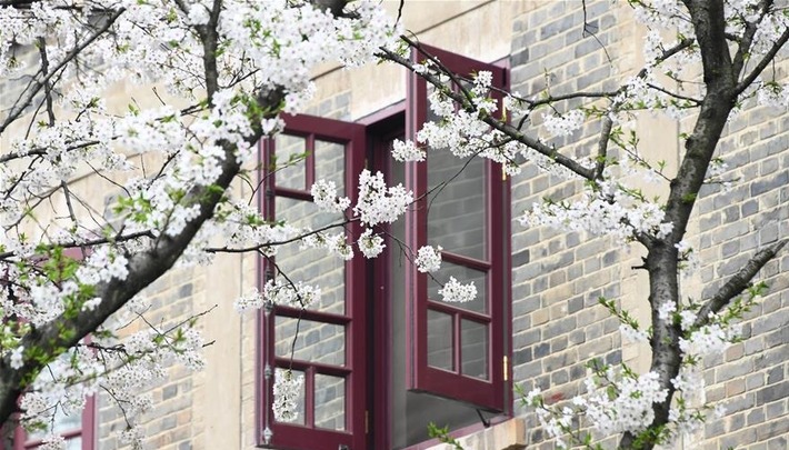 武汉大学：樱花引客来