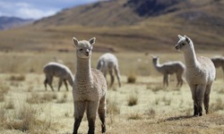 秘鲁“小羊驼”赶赴进博会