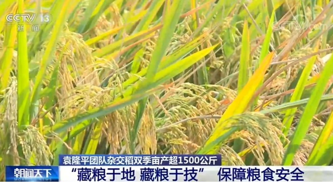 袁隆平チームの開発水稲　1畝当たり1500キロを生産