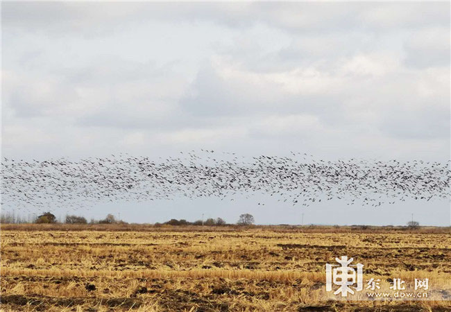 兴凯湖国家级自然保护区秋季鸟类迁徙迎高峰