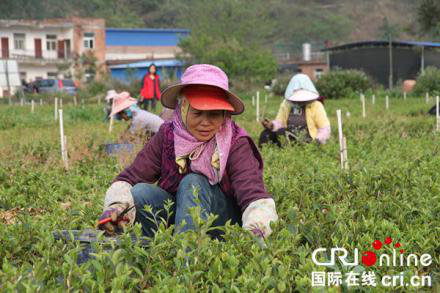 百色田林：把油茶产业变成群众的“绿色银行”