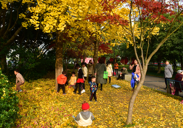 图片默认标题_fororder_2市民在银杏树下游玩拍照[1]-（摄影-任徐）