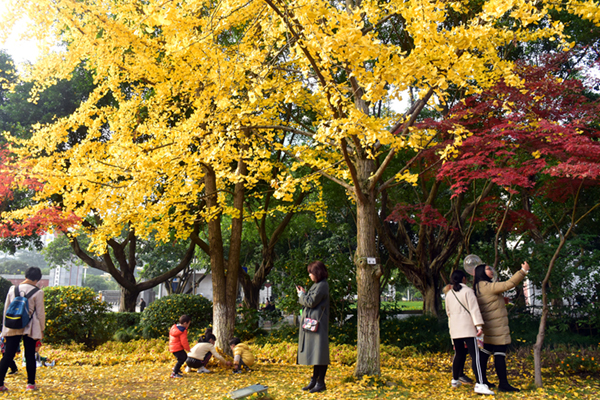 图片默认标题_fororder_1市民在银杏树下游玩拍照[2]-(摄影-任徐）