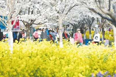 【中原名景-图片】【图说1】最是一年春好处 一日赏尽绿城花