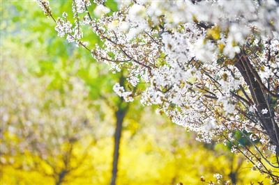【中原名景-图片】【图说1】最是一年春好处 一日赏尽绿城花