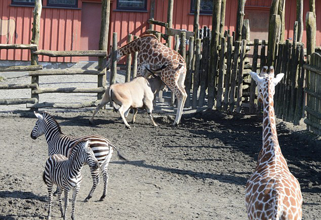 挪威动物园长颈鹿头卡围栏上 被羚羊活活顶死