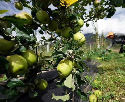 สวนแอปเปิ้ลไฮเทคเมืองหลินจือสร้างรายได้แก่ท้องถิ่น