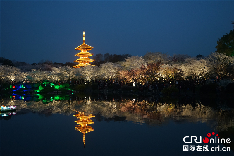 【湖北】【CRI原创】武汉东湖樱园：“夜樱”流光溢彩