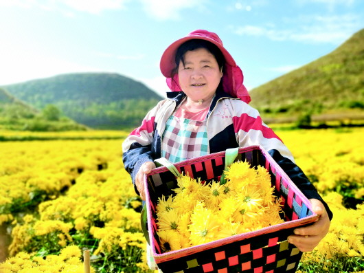 金丝皇菊吐芬芳