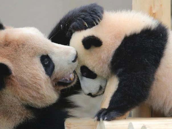 图片默认标题_fororder_12