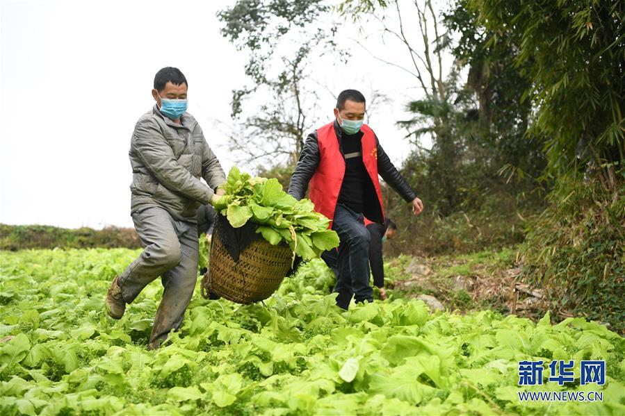 重庆：疫情下的乡村蔬菜配送小队
