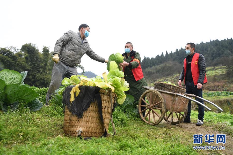 重庆：疫情下的乡村蔬菜配送小队