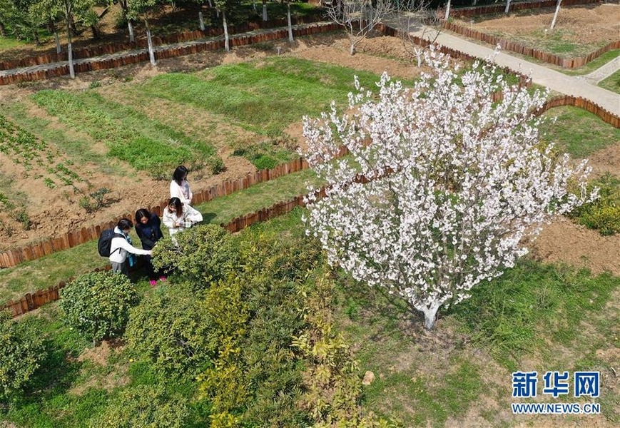 在南京中醫(yī)藥大學(xué)，藥學(xué)院教師束曉云（左二）在教吉川淳子（左一）等辨認(rèn)藥用植物（3月15日無人機拍攝）。志愿者之外，吉川淳子還有一個身份——南京中醫(yī)藥大學(xué)博士生。新華社記者 季春鵬 攝