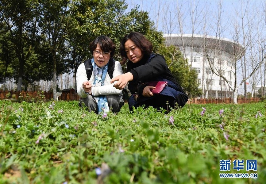 在南京中醫(yī)藥大學藥苑，藥學院教師束曉云（右）在教吉川淳子辨認藥用植物（3月15日攝）。志愿者之外，吉川淳子還有一個身份——南京中醫(yī)藥大學博士生。 新華社記者 季春鵬 攝