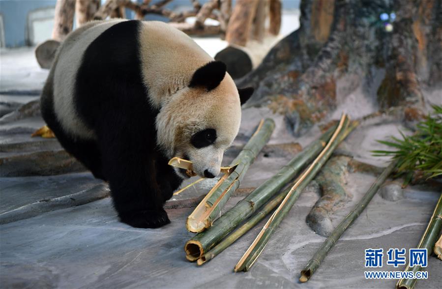 从四川到海口的大熊猫兄弟正式与公众见面