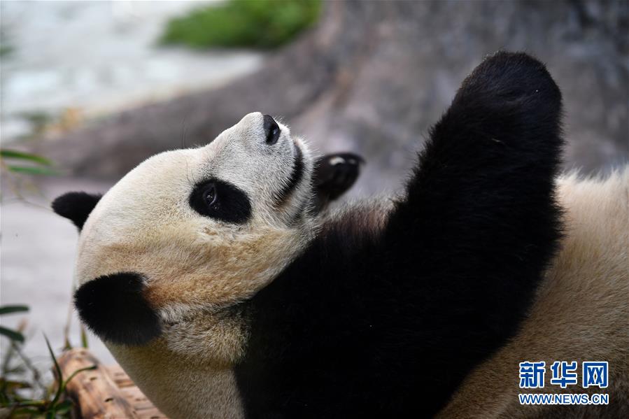 从四川到海口的大熊猫兄弟正式与公众见面