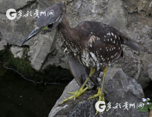 （大生态）消失半个世纪后 “最神秘的鸟”在贵州被发现！