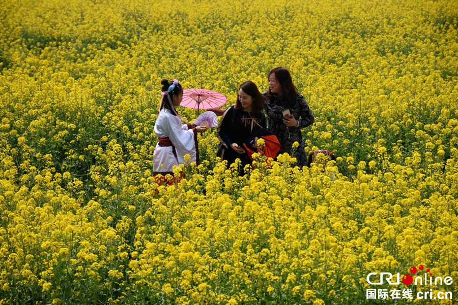 【河南供稿】许昌市襄城县：油菜花开遍地金