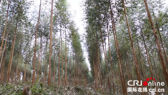 [唐已审][原创]广西要实现人工林产业多功能化