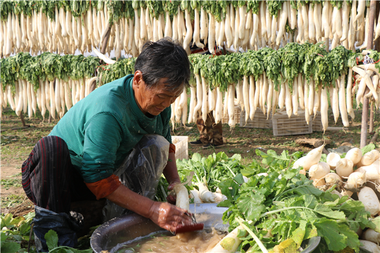 平顶山市郏县：种植大根萝卜 收获致富“理想”