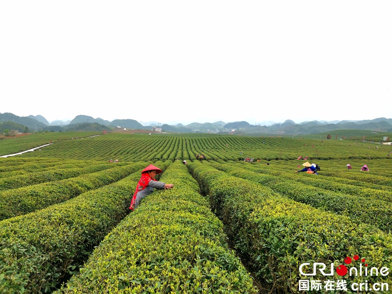 贵州西秀:茶农采摘春茶忙(组图)