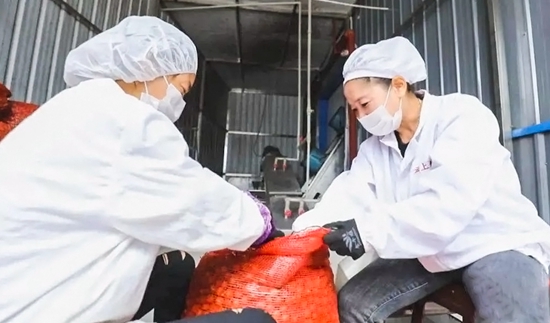 贵州关岭：刺梨产业助力群众增收