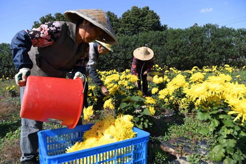 农旅融合收获季 无锡金丝皇菊和柑桔获丰收