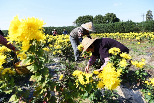农旅融合收获季 无锡金丝皇菊和柑桔获丰收