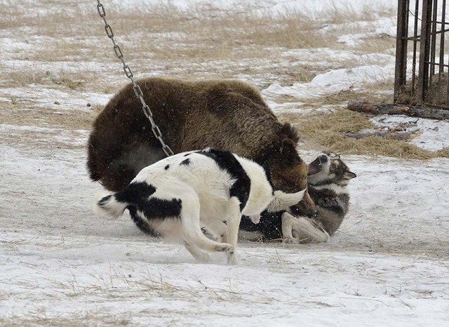 俄猎熊犬技能大赛棕熊被锁树下经受猎犬撕咬