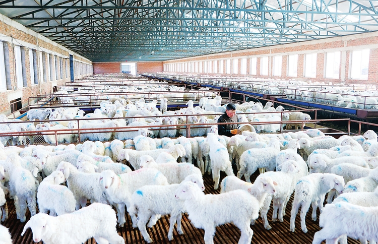 畜牧业成为大安市新农村建设主导产业