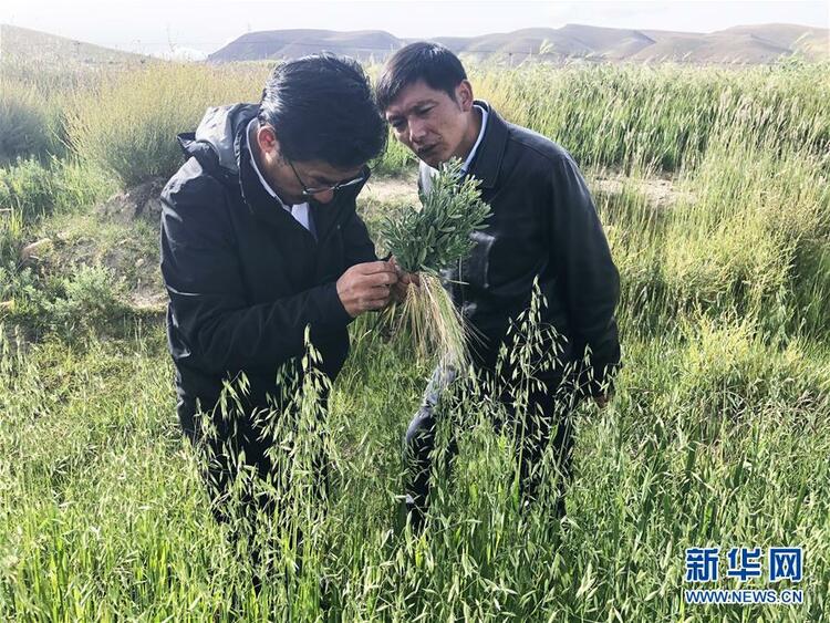 愿做高原一粒种 化作金穗撒人间——追记我国青稞研究专家尼玛扎西
