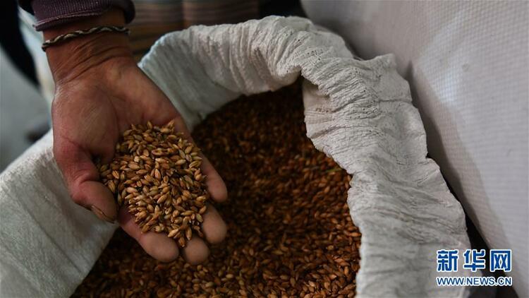 愿做高原一粒种 化作金穗撒人间——追记我国青稞研究专家尼玛扎西