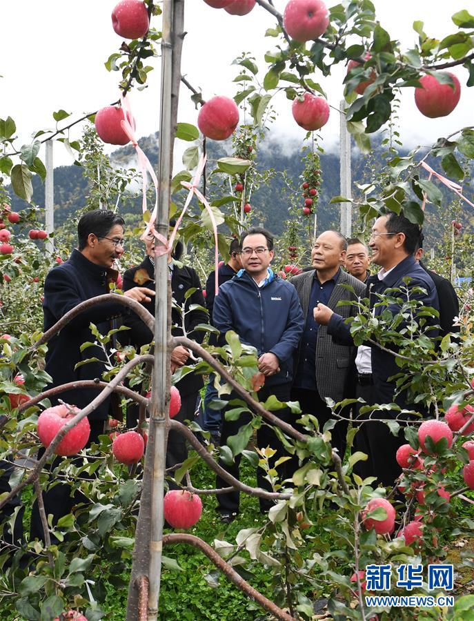 愿做高原一粒种 化作金穗撒人间——追记我国青稞研究专家尼玛扎西