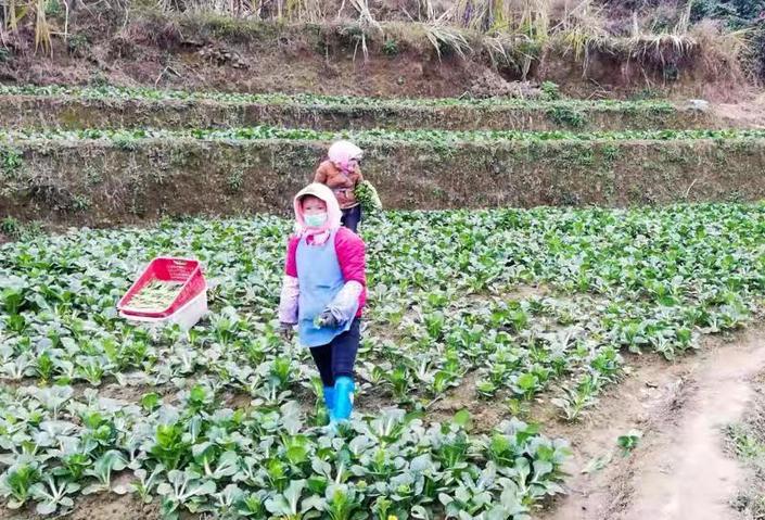 （市州）紫云马寨村：做好防疫种蔬菜 保障蔬菜正常供应