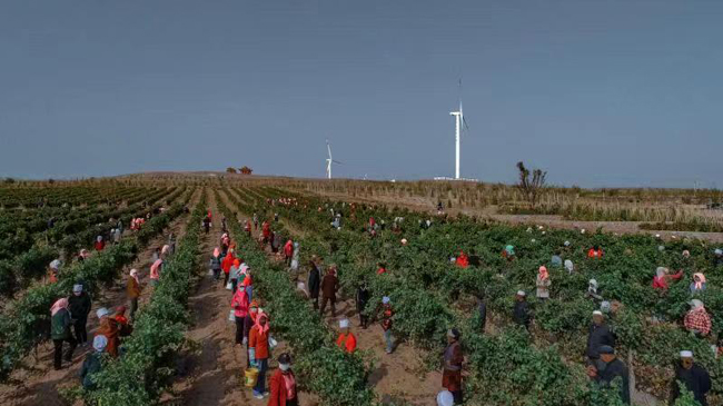 【観察眼】賀蘭山東麓 天・地・人が育む中国ワイン産業の新世界