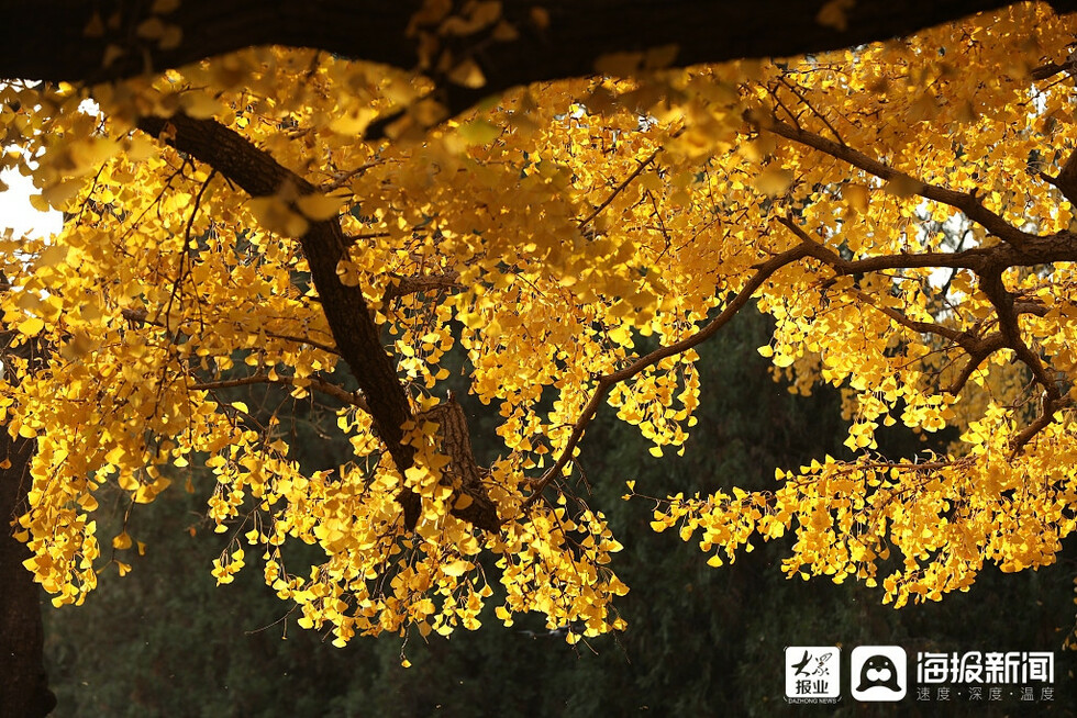 浮来千年银杏树迎最美时节 满树挂满“黄金叶”