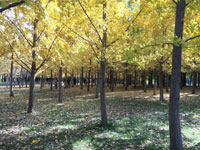 日本人スタッフのつぶやき347～秋の北京散策（星）