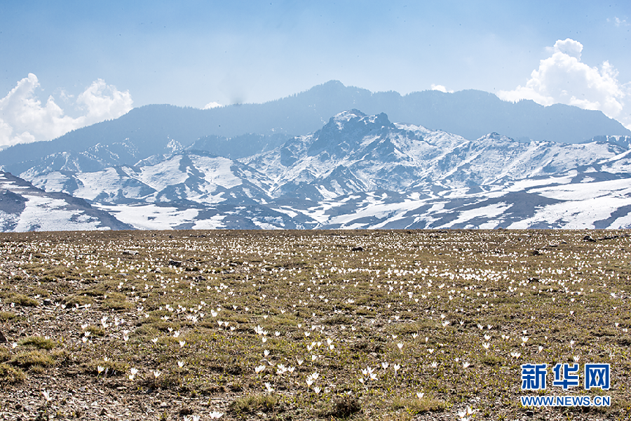 新疆：昭苏高原顶着冰雪盛开的野百合