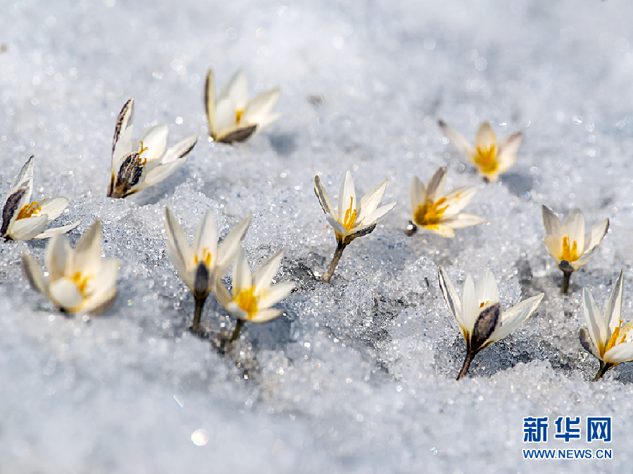 新疆：昭苏高原顶着冰雪盛开的野百合