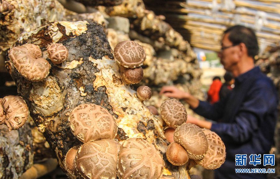 南阳南召：香菇种植铺起扶贫致富路