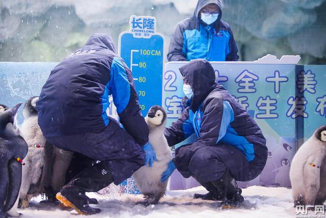 ベビーコウテイペンギン10羽を公開 珠海市