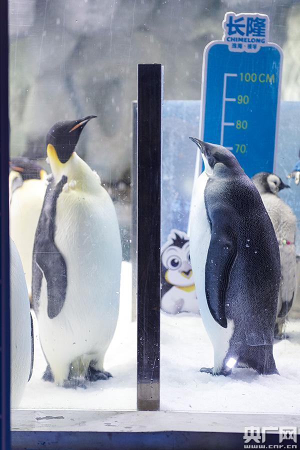 ベビーコウテイペンギン10羽を公開 珠海市