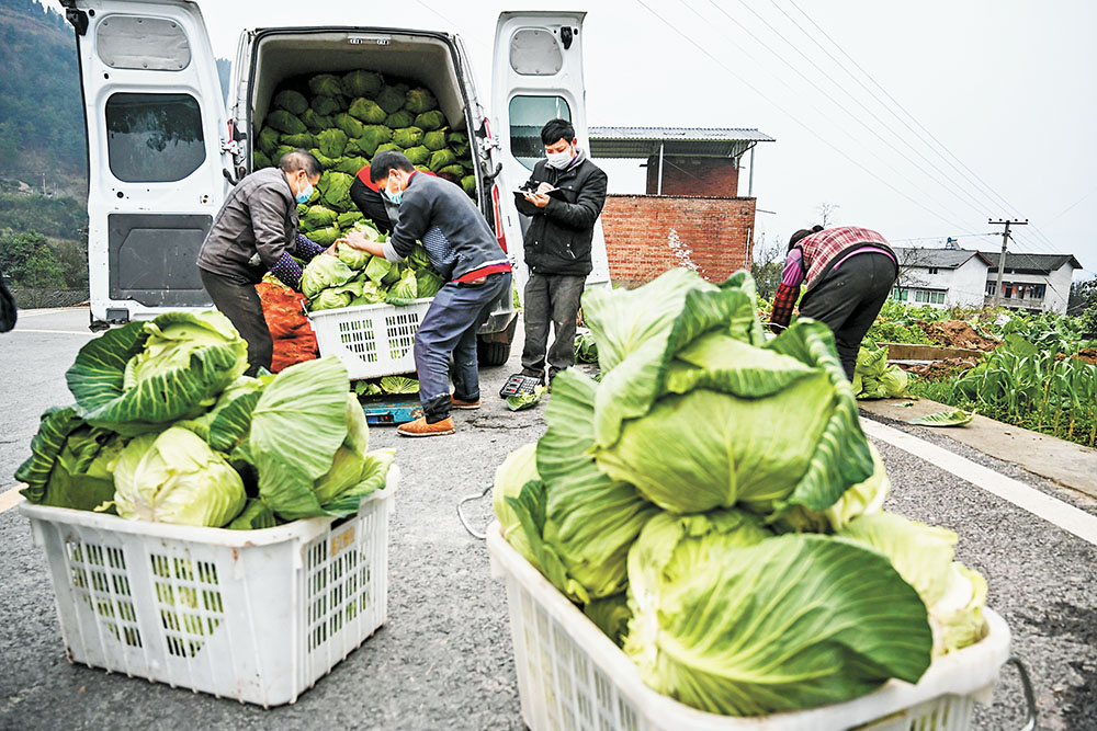 重庆：保障“菜篮子” 新鲜蔬菜送主城