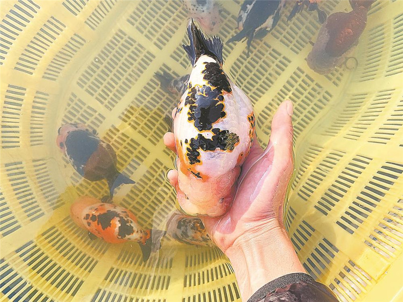 福州金鱼:逍遥数百年,游进好时代