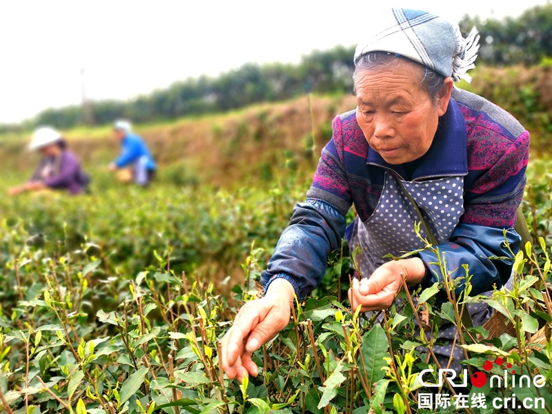 贵州紫云：荒山变茶山  增绿又富民（组图）