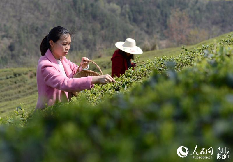 湖北保康：明前茶飘香 茶农采茶忙