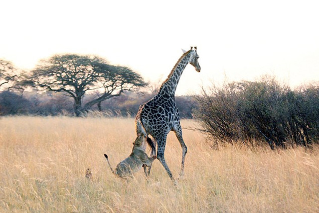 非洲母狮艰苦缠斗撕打咬死高大长颈鹿