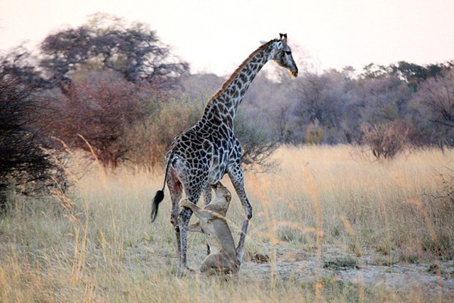 非洲母狮艰苦缠斗撕打咬死高大长颈鹿