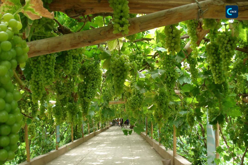 ท่องเที่ยวซินเจียง--เขตท่องเที่ยวหุบเขาองุ่น (Grape Valley)