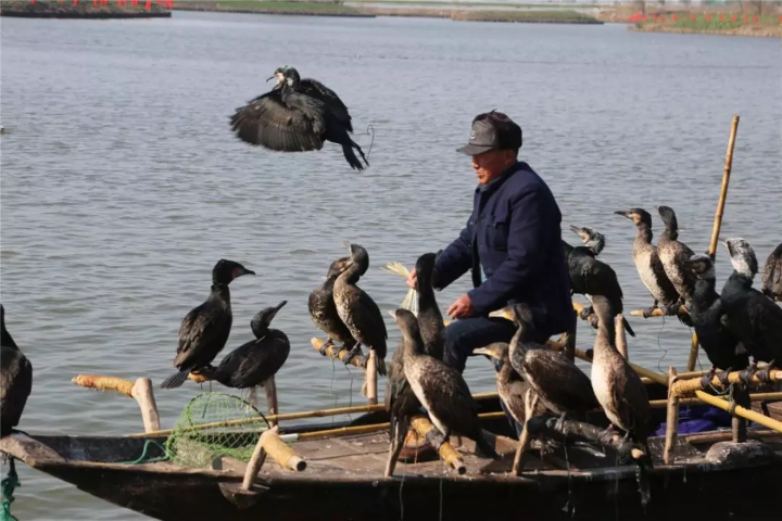 （供稿 三农列表 三吴大地南通 移动版）南通海安第八届捕鱼节将于1月26日在白甸开幕